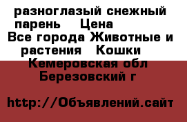 разноглазый снежный парень. › Цена ­ 10 000 - Все города Животные и растения » Кошки   . Кемеровская обл.,Березовский г.